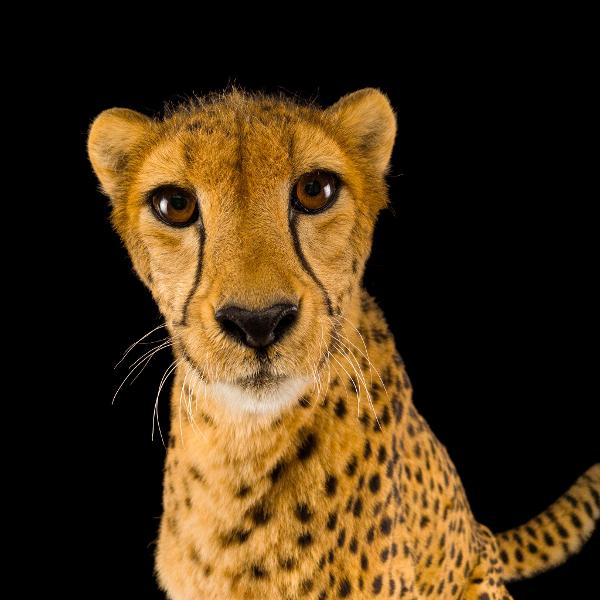 Endangered Colour: un progetto fotografico per gli animali in via di estinzione