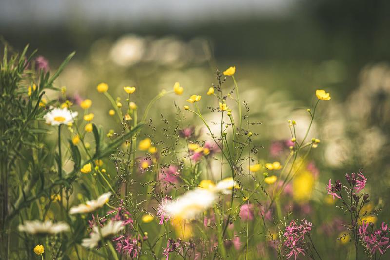 “La città giardino che unisce le generazioni”: a Rosignano continuano i lavori per il docufilm
