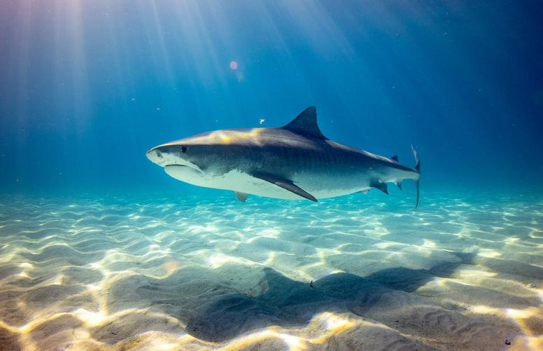 Stiamo rubando al mare i suoi gioielli