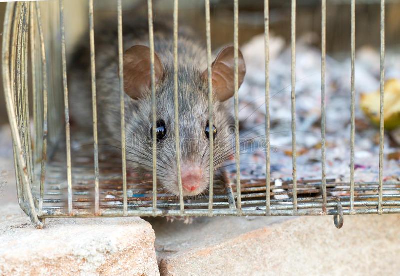 Animal testing, è indispensabile fare esperimenti sugli animali?