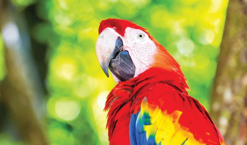 Palme, iguane e pappagalli giganti  