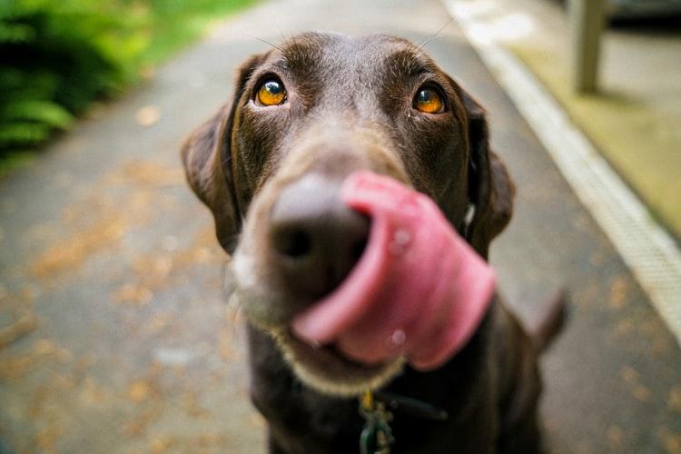 Perché il cane è il miglior amico dell'uomo