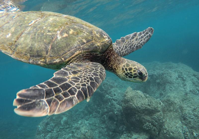 SOS Tartarughe, Mediterraneo ad alto rischio inquinamento