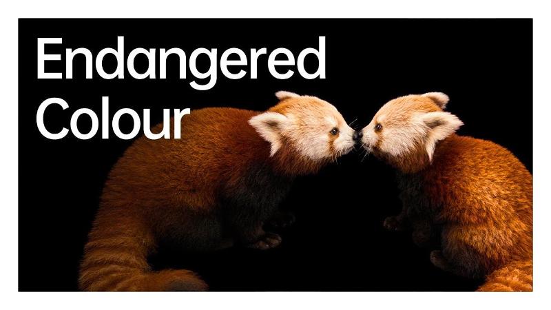 “Endangered colour”, Oppo e National Geographic insieme per proteggere gli animali in via di estinzione