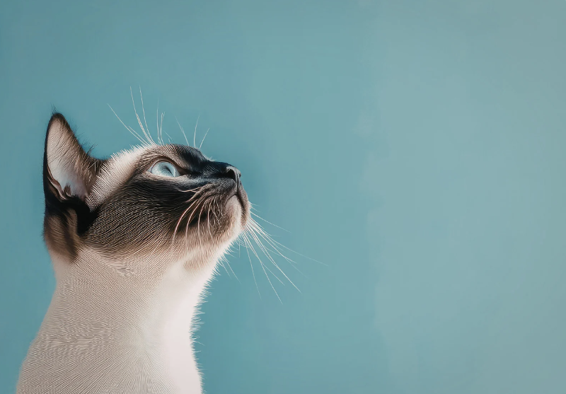 Gatti e umani: i segreti del loro legame