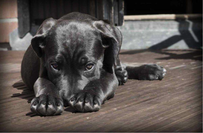 Avvelenamento cani, prestiamo attenzione ai nostri amici a quattro zampe