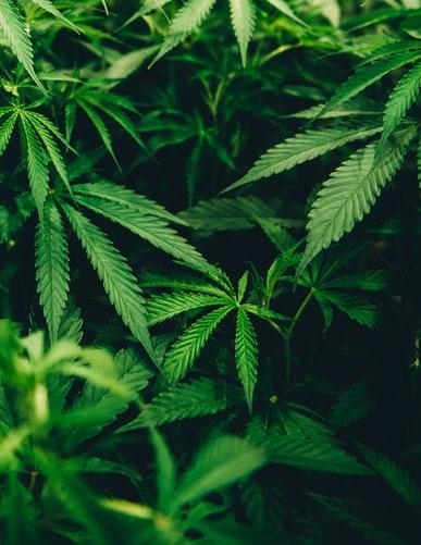 Onu: "La cannabis non è un narcotico". Cosa significa?