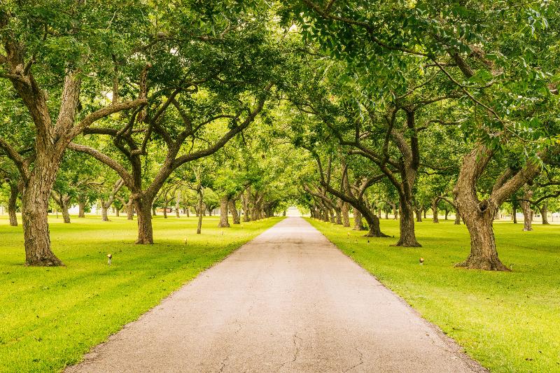 Il Sogno Trasformato che rende green la città