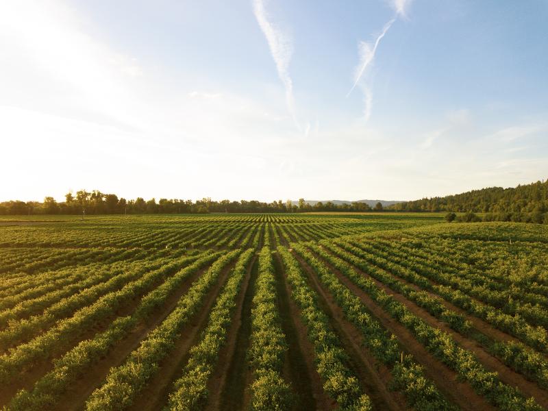 Agricoltura sostenibile, a Marsala il corso di laurea per studiare nuove strategie 